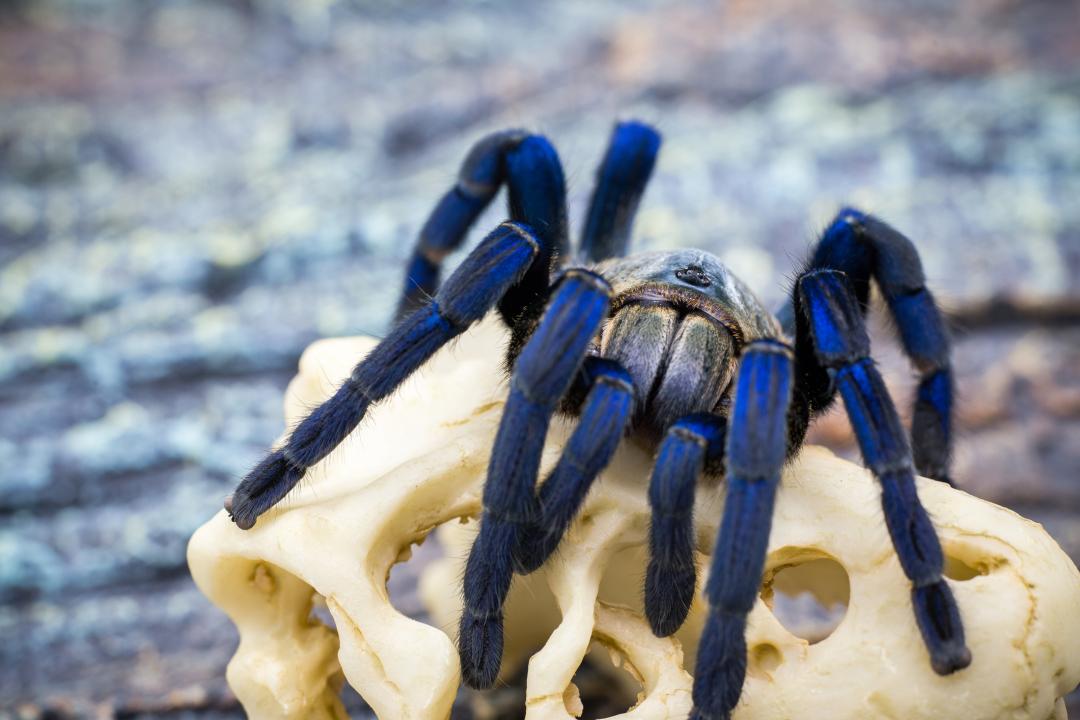 Hallan dos nuevas especies de tarántulas con el tiempo de extinción contado