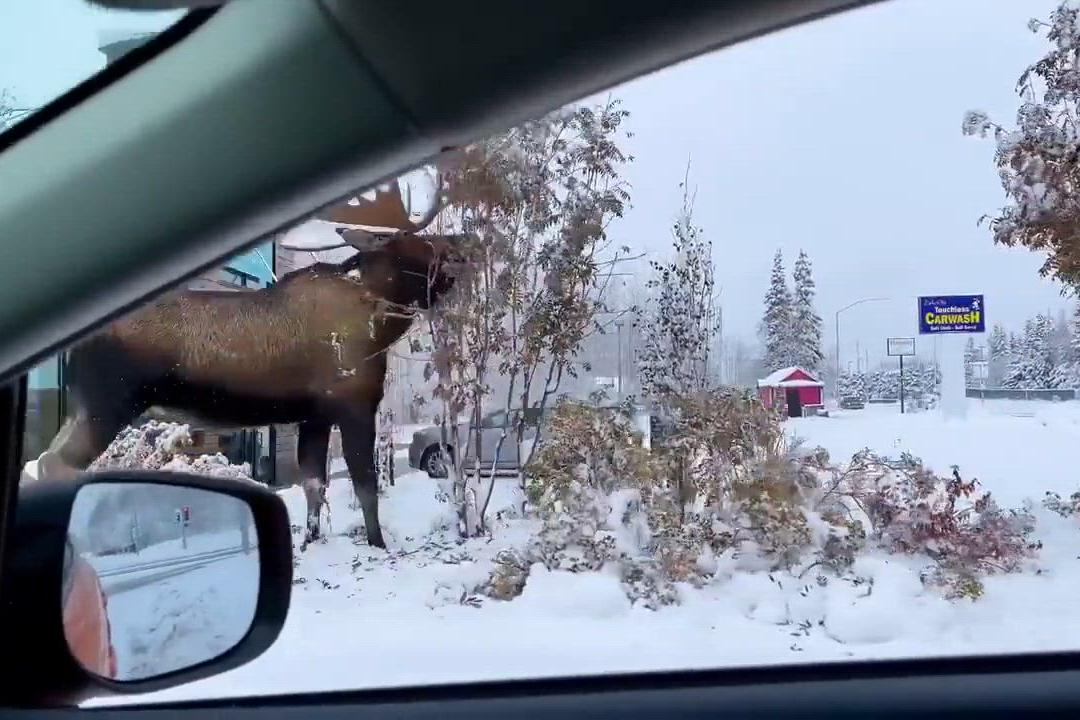Un país europeo alerta del peligro de un alce loco: 'Es cuestión de ...
