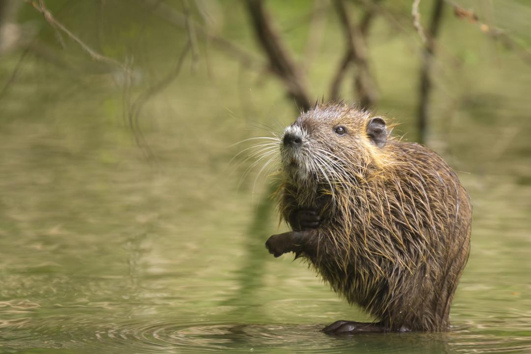 La gigantesca rata estadounidense se cuela en España y causa estragos