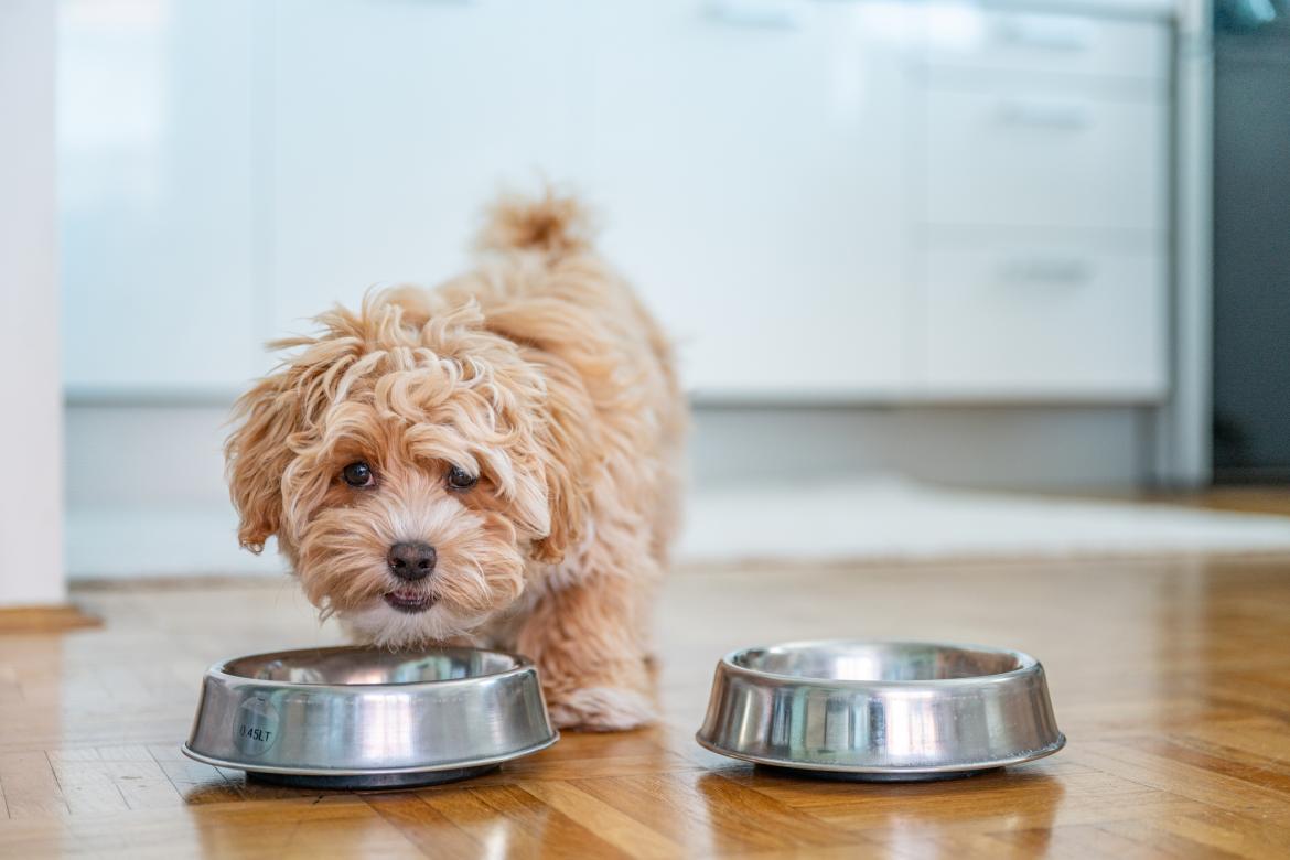 Un perro comiendo en una casa