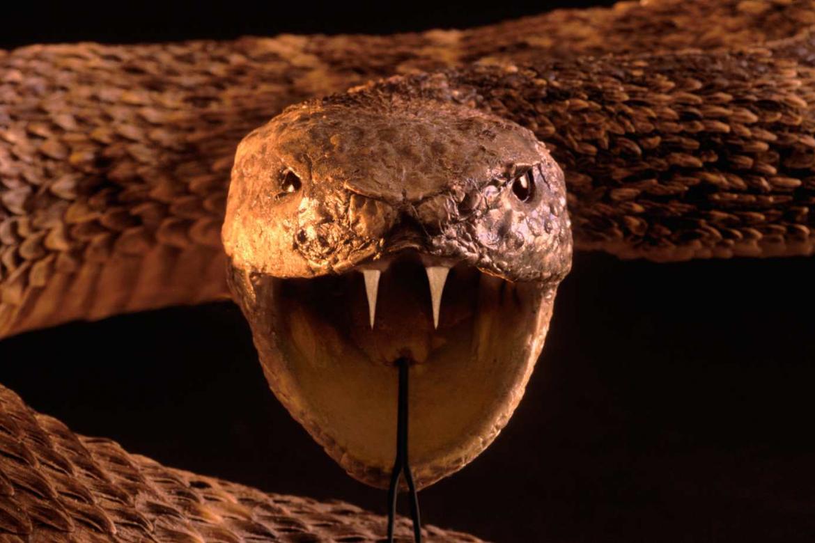 Serpiente en posición de ataque