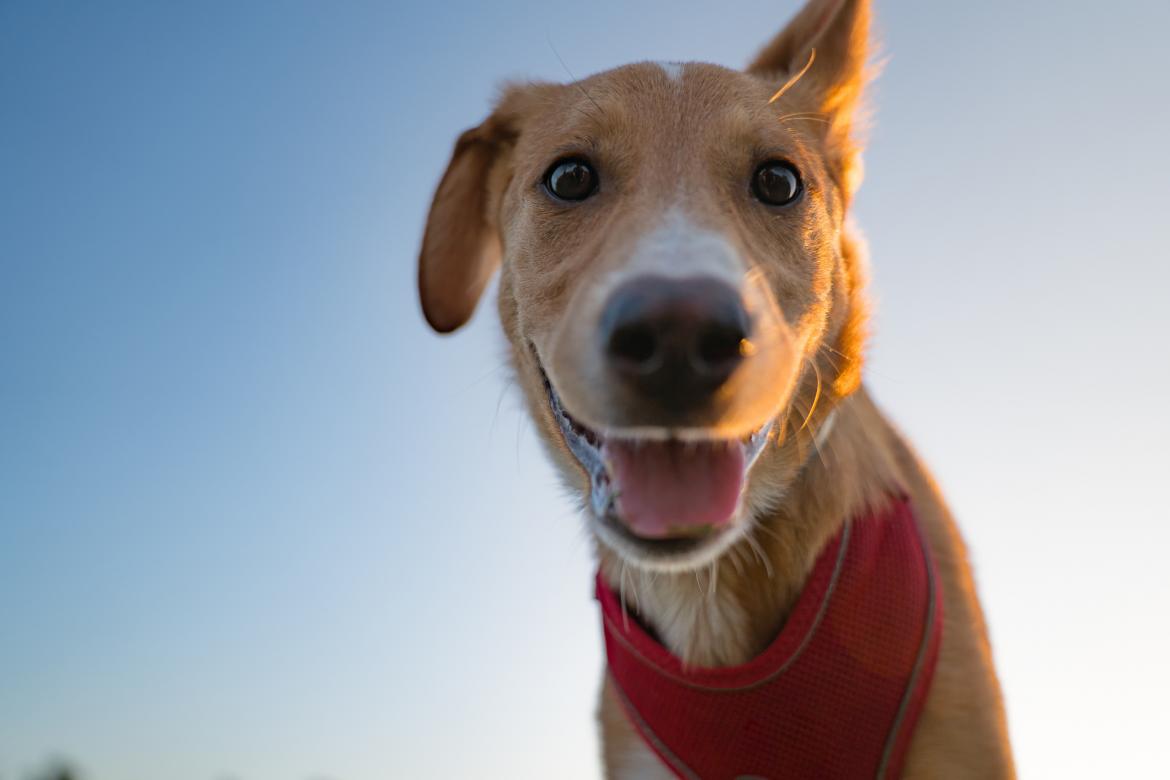 Un adorable cachorro descansa en el césped al atardecer, mirando fijamente a la cámara con una expresión juguetona. La cálida luz del atardecer resalta su pelaje, creando una escena encantadora y alegre en el parque.