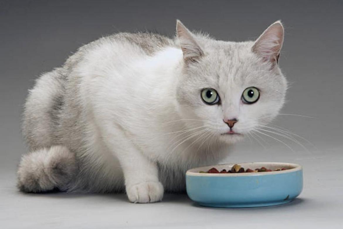 Un gato blanco comiendo de un cuenco azul