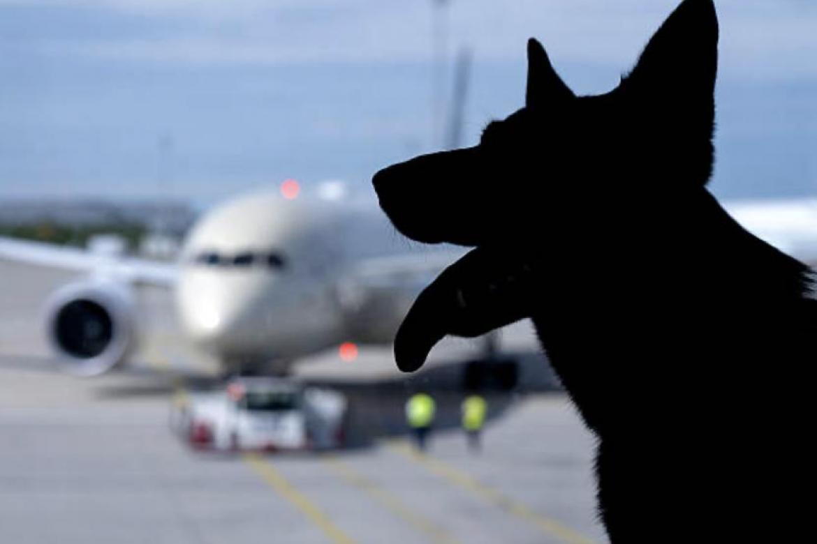 La silueta de un perro frente a un avión