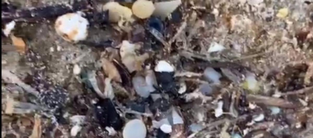 Bolitas de 'pellets' de microplásticos aparecidas en la playa de Bolonia (Cádiz).