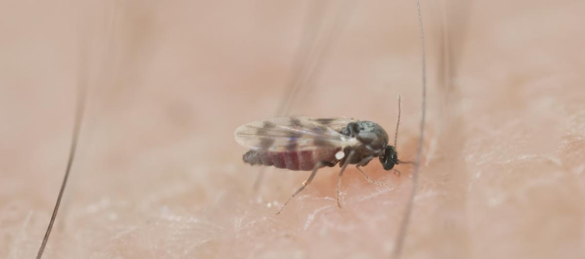 Una mosca negra, retratada con las manos en la masa: picando a una persona.
