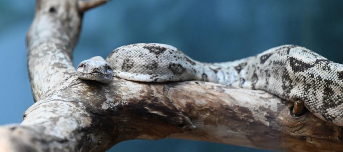 Ejemplar de serpiente venenosa