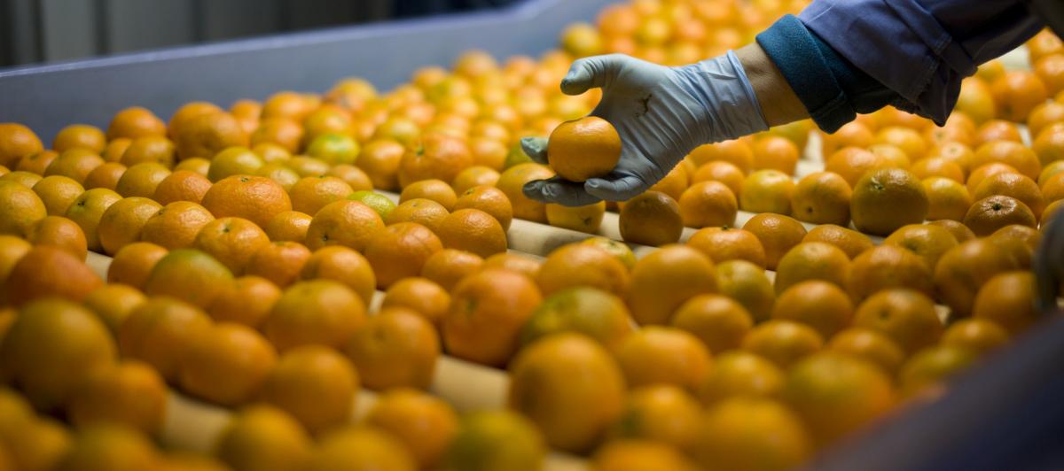 Imagen de archivo de naranjas.
