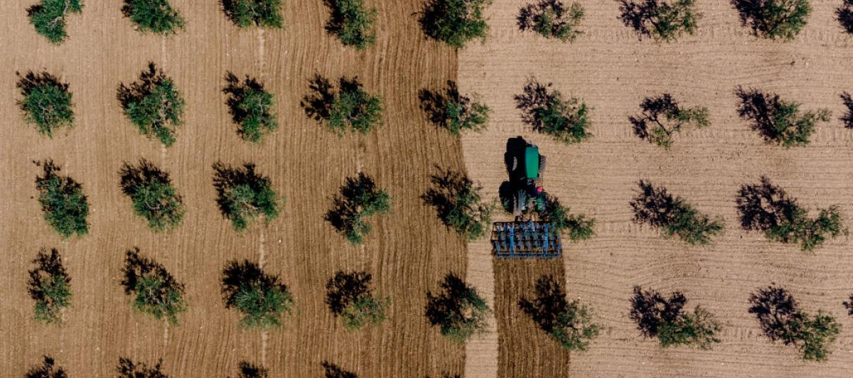 Un agricultor prepara el terreno para el cultivo en un olivar.