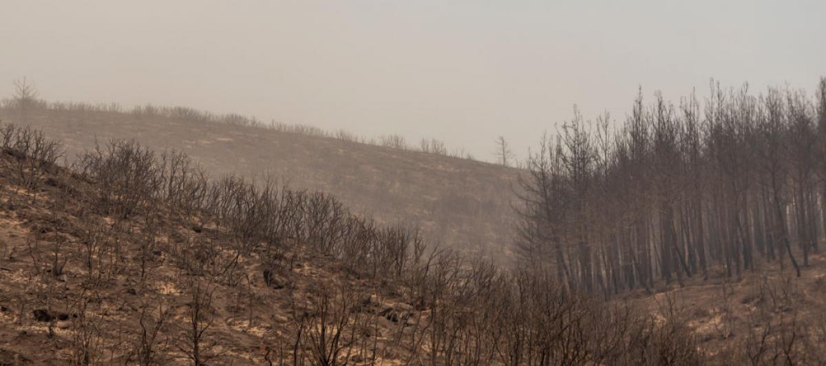 Paisaje tras el incendio que ha arrasado amplias zonas de Alexandroupoli, al norte de Grecia, el 22 de agosto de 2023.