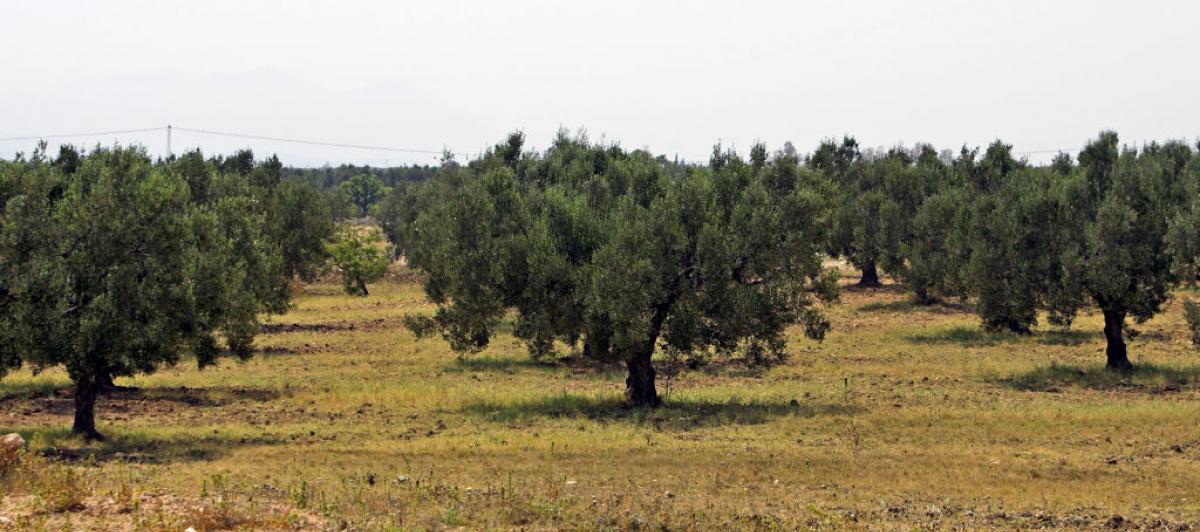 Vista de un olivar en Túnez.