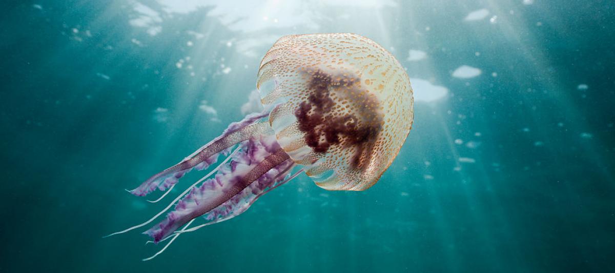 Una medusa pelagia noctiluca, en una imagen de archivo