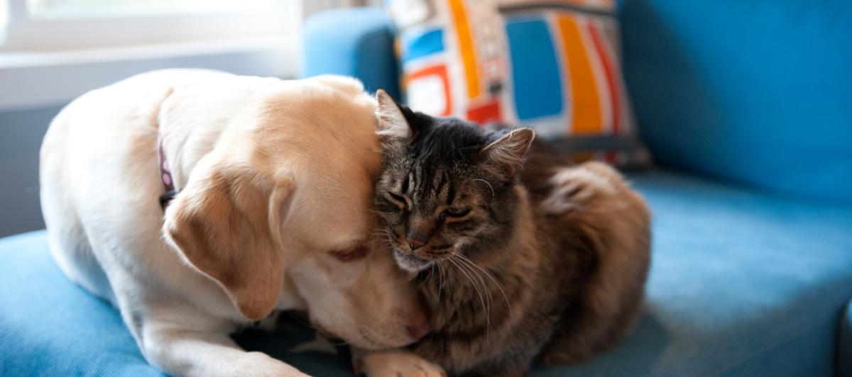 Imagen de archivo de un perro y un gato.