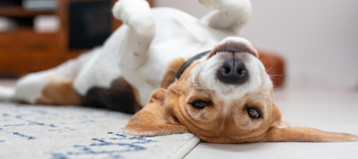Un beagle mirando el mundo del revés.