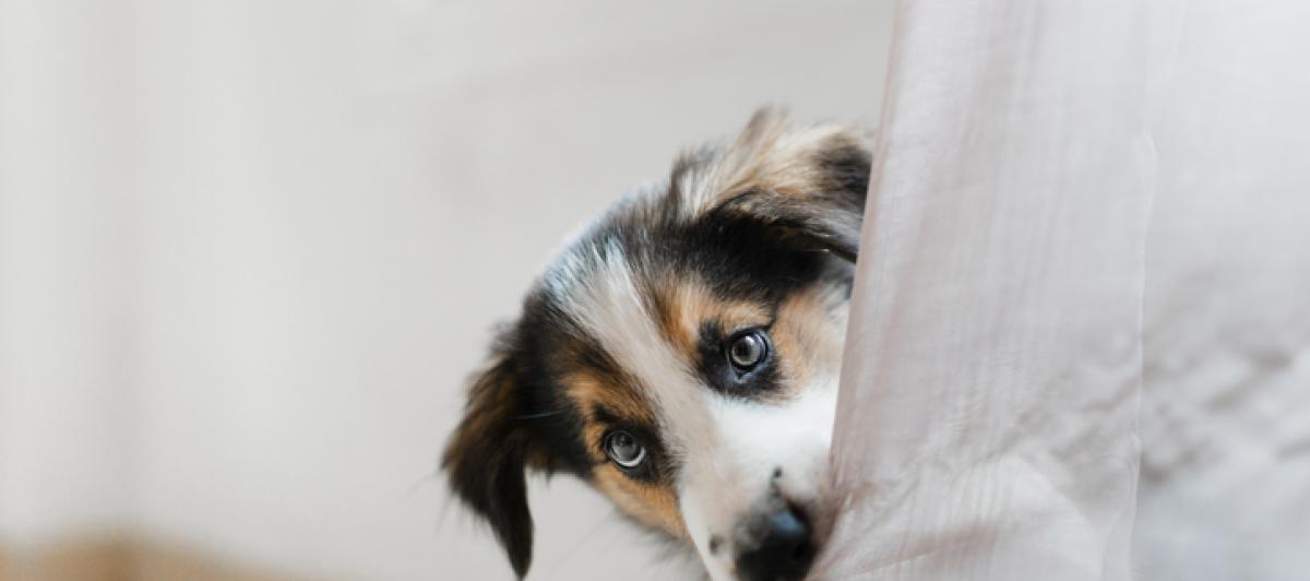 Fotografía de un perro en una imagen de stock.
