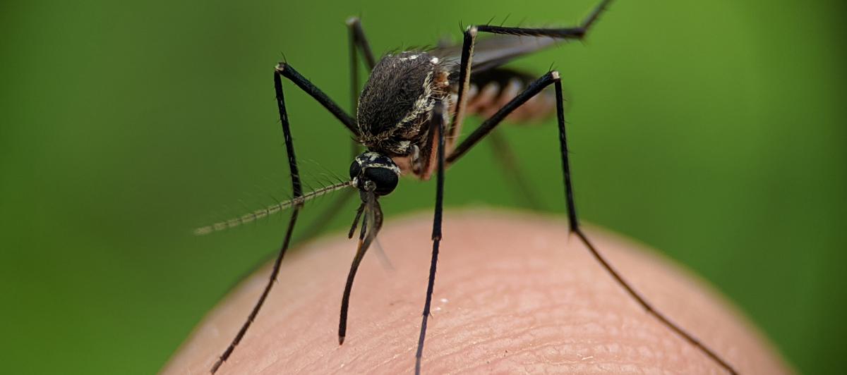 Imagen de archivo de un mosquito.