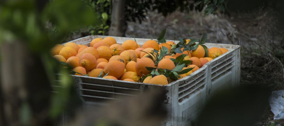 Imagen de archivo de una caja con naranjas.