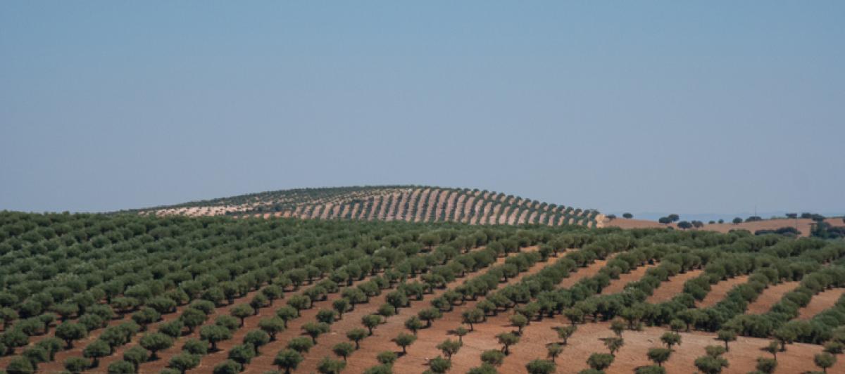 Olivares en Campo Mario, o Alentejo (Portugal).