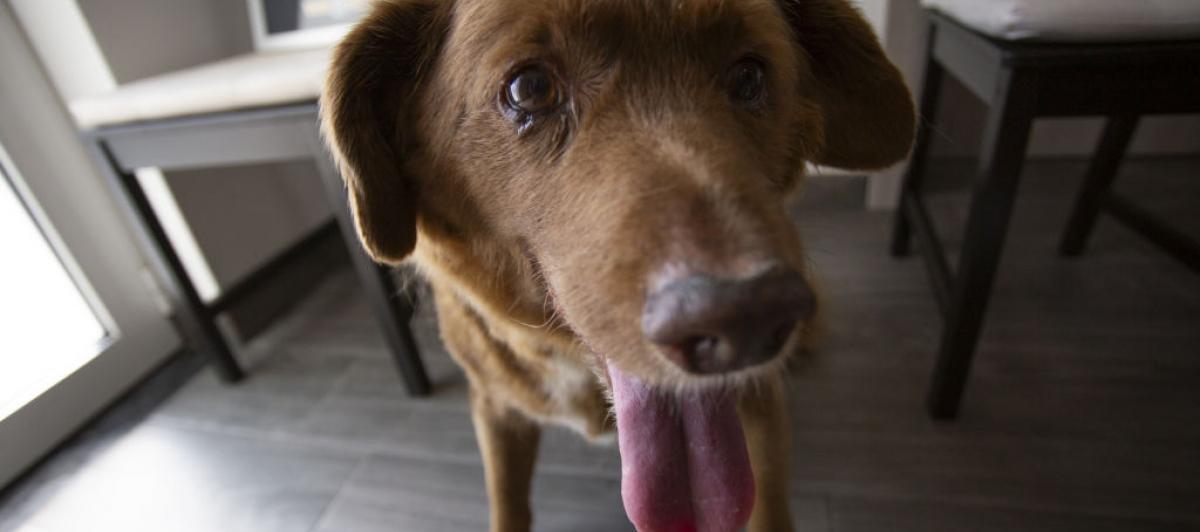Bobi, el perro vivo más longevo del mundo ha muerto a los 31 años.