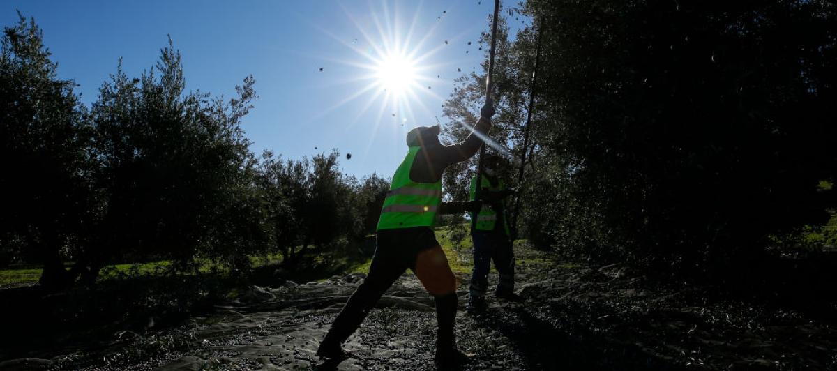 Recogida de aceitunas en un olivar de Jaén.