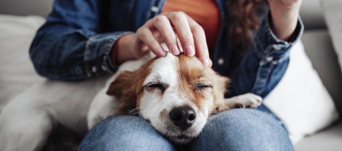 Un ciberataque compromete los datos de los titulares de mascotas en Castilla y León