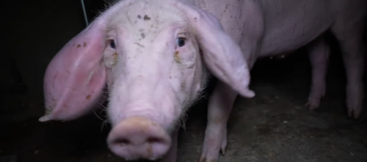 Fotograma del vídeo desvelado por el Observatorio de Bienestar Animal, en el que se ve a un cerdo en malas condiciones.