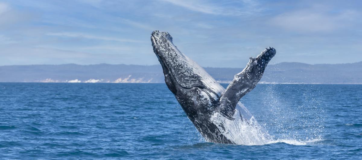 Una ballena de la costa australiana.