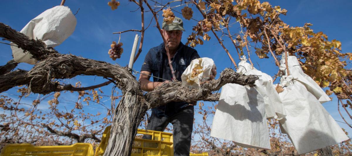 Un agricultor trabaja las vides en Novelda (Comunidad Valenciana)