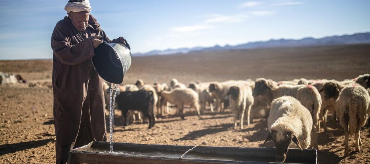 Un pastor marroquí da agua a sus ovejas cerca de Tinghir, al pie de las montañas del Atlas.