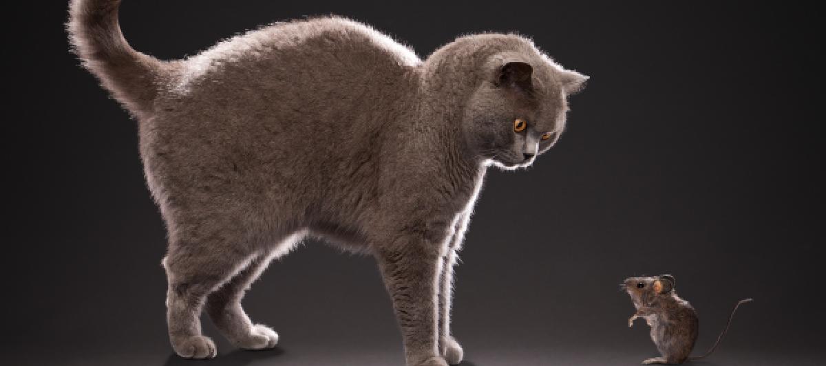 Gato y ratón