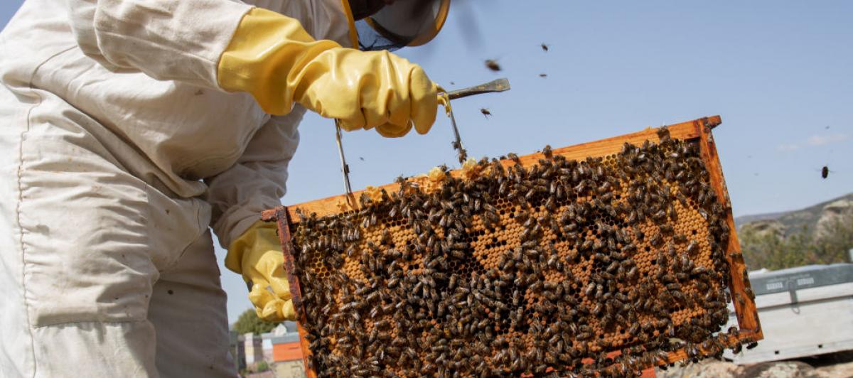 Un apicultor español recoge la miel que producen las abejas de su colmena.