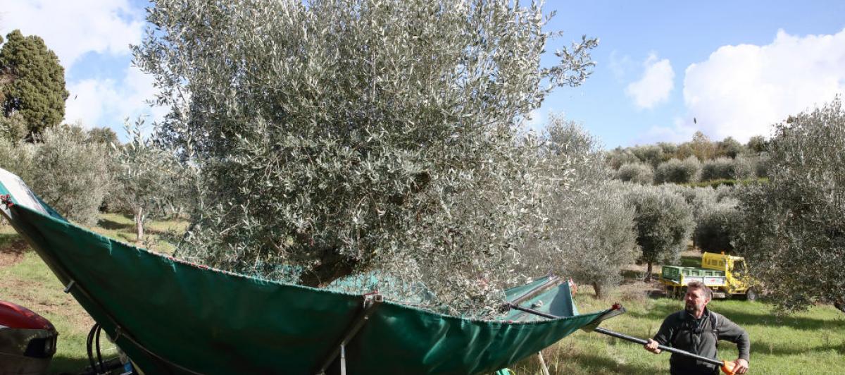 Recolección de aceitunas en un olivar italiano.
