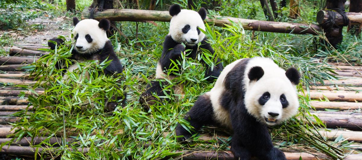 Osos panda comiendo y jugando.