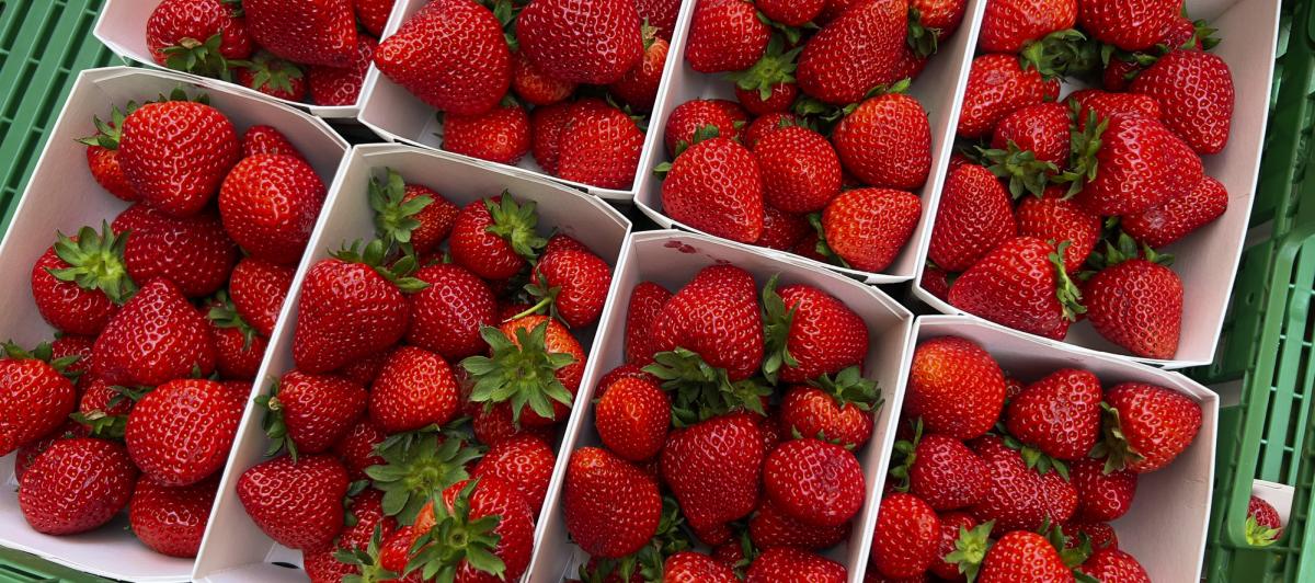 Imagen de archivo de fresas en una frutería.