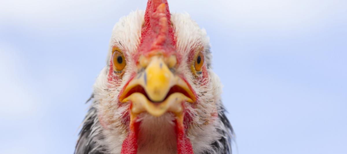 Imagen de archivo de una gallina.