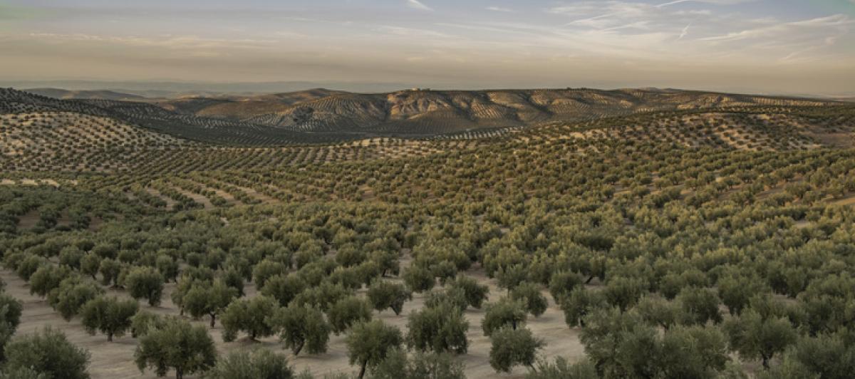 Imagen de archivo de una plantación de olivos en Jaén.