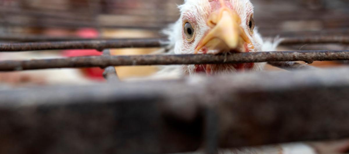 Un pollo mira a cámara desde el interior de una jaula de un gallinero.