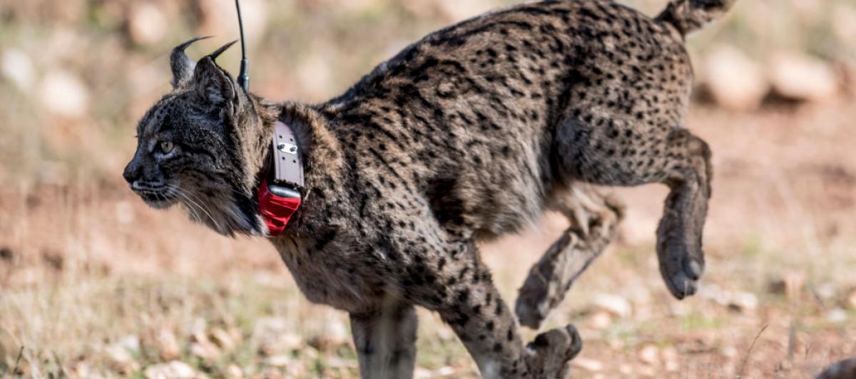Un ejemplar de lince ibérico liberado dentro del plan de repoblación.