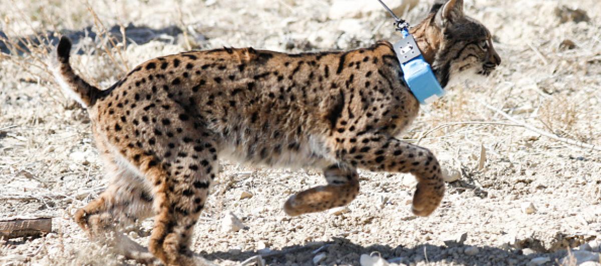 Lince ibérico liberado en el parque natural de Zarcilla de Ramos (Lorca, Murcia).