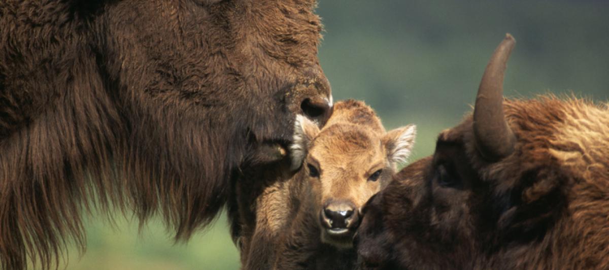 Imagen de archivo de dos bisontes europeos ('Bison bonasus') junto a su cría.
