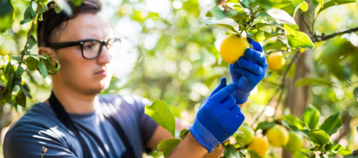 Un productor de limones recoge su producto en la finca donde los produce.