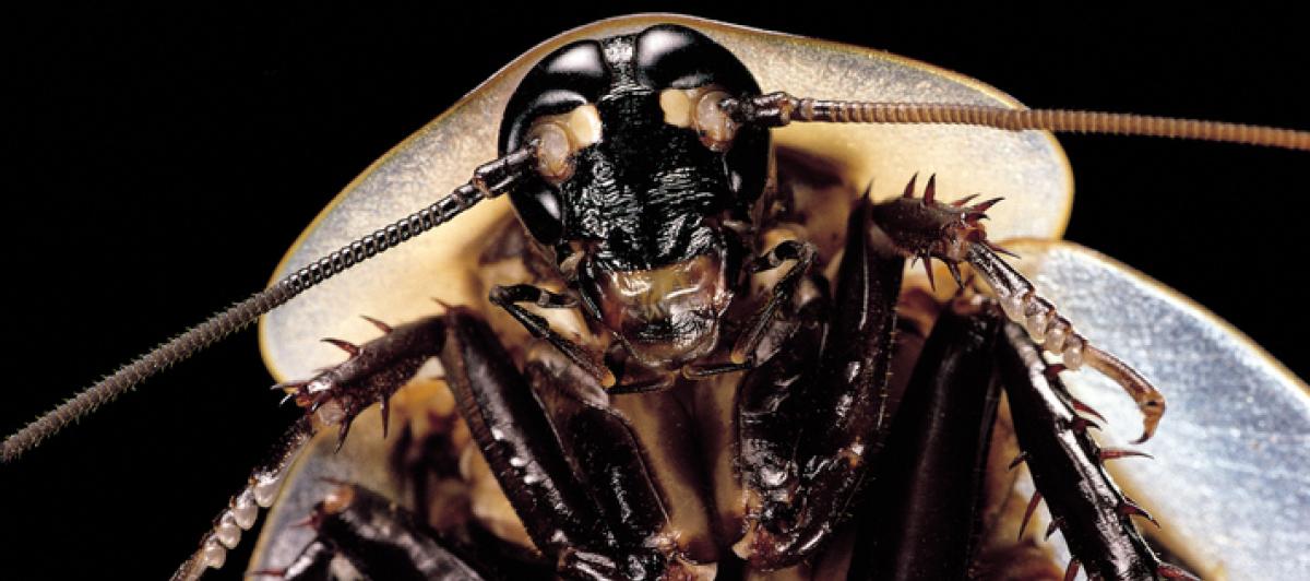 Imagen de archivo de un ejemplar de cucaracha gigante  ('Blaberus giganteus').
