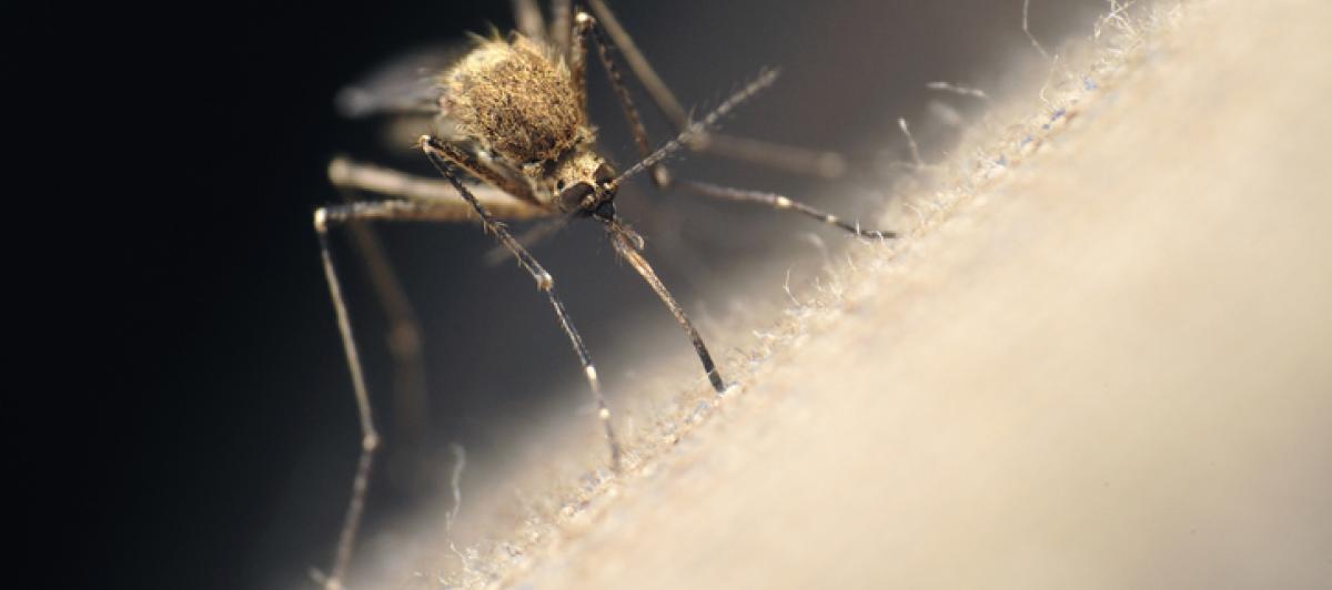 Imagen de archivo de un mosquito.