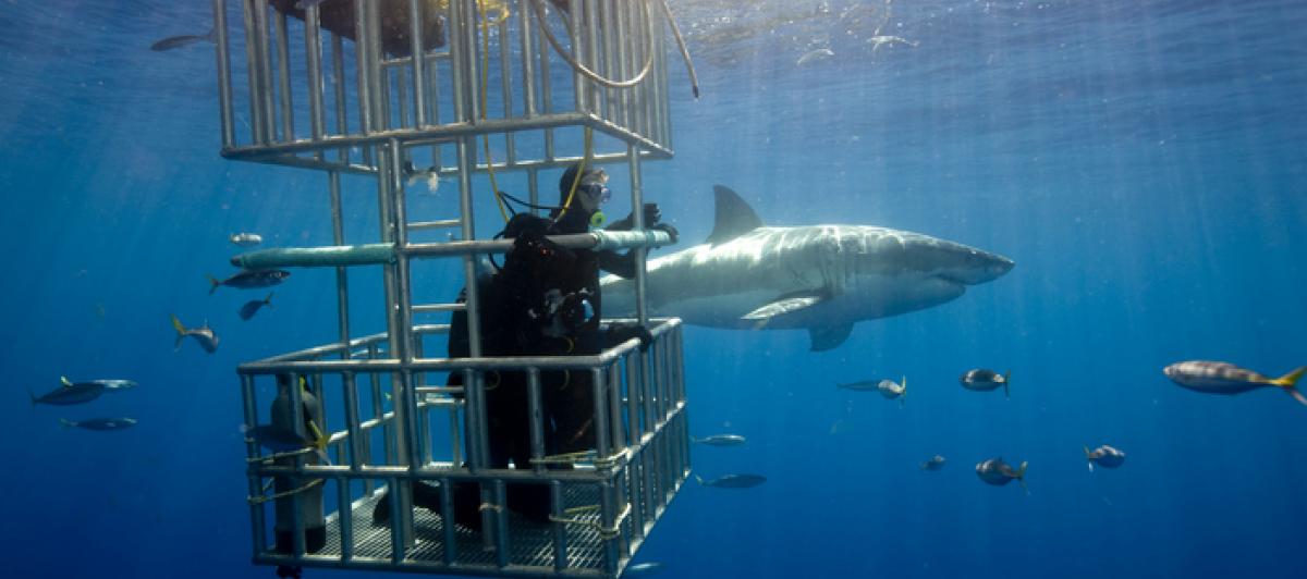 Ejemplar de gran tiburón blanco ('Carcharodon Carcharias') siendo filmado en aguas cercanas a la isla de Guadalupe, (México), en una imagen de archivo.