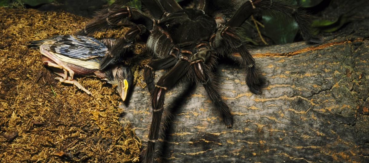 Imagen de archivo de un ejemplar de tarántula gigante Goliat ('Theraphosa blondi'), alimentándose de su presa cazada, un pequeño pájaro.