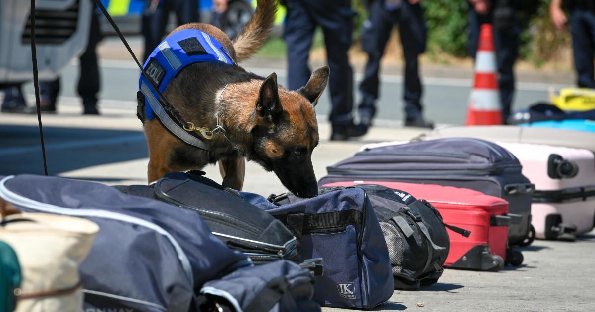 Perro olfatea unas maletas en la aduana