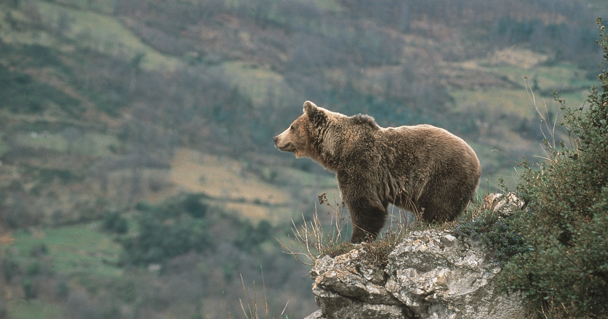 Oso pardo del cantábrico.
