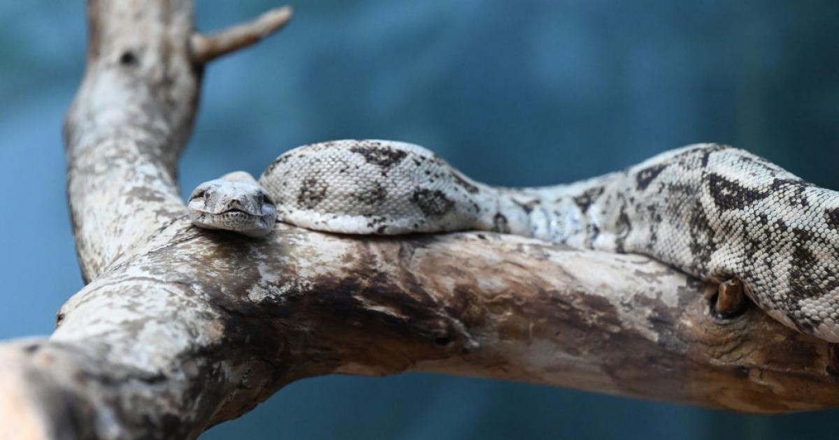 Ejemplar de serpiente venenosa