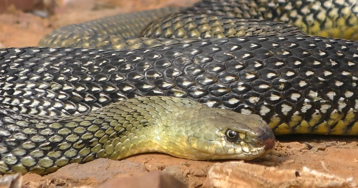 Un ejemplar de culebra bastarda ('Malpolon monspessulanus') o serpiente de Montpellier.