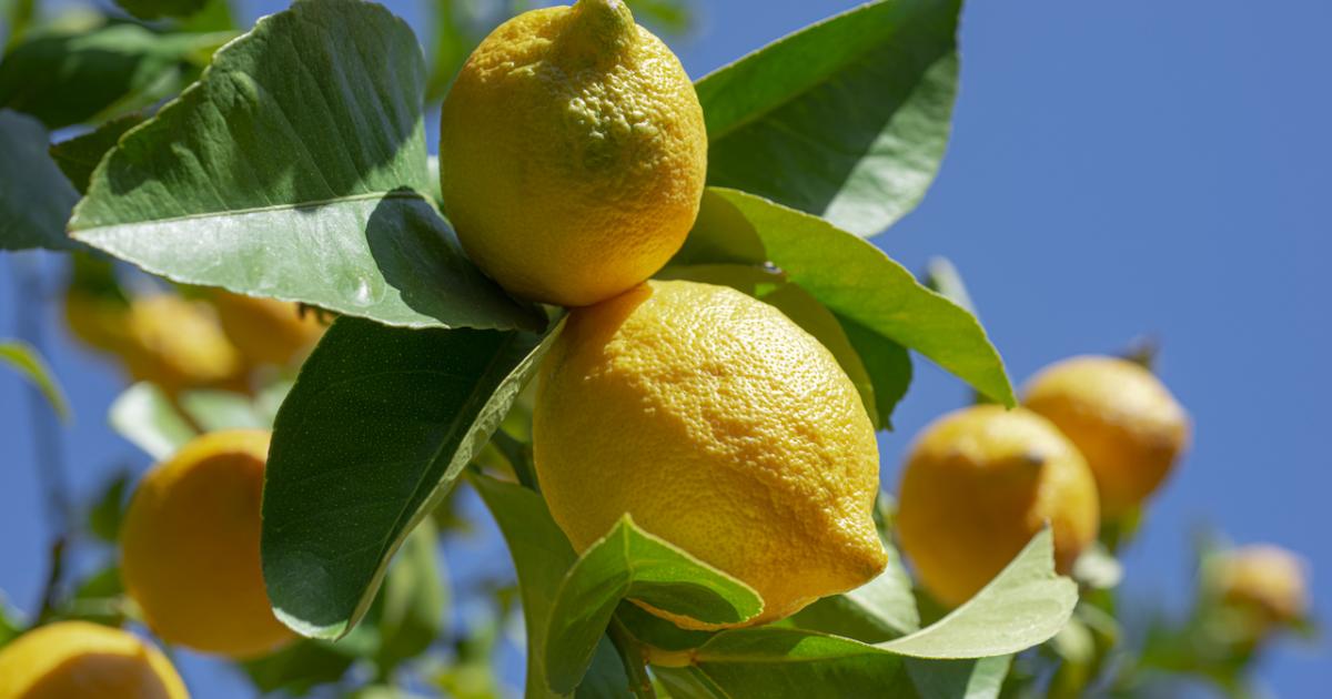 Ejemplares de limones aún en el limonero.